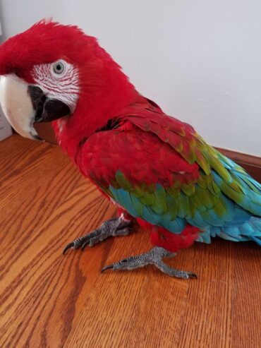 We have beautiful male and female Greenwing Macaw parrots for sale