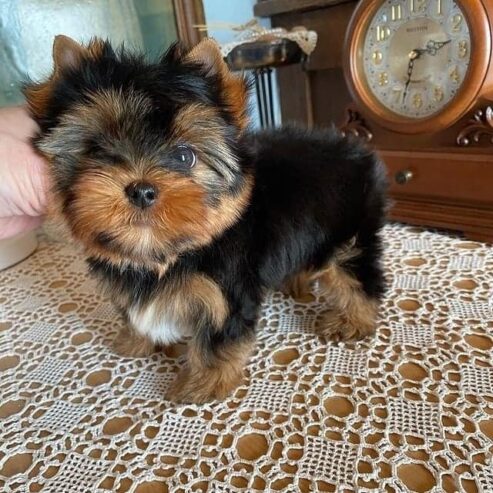 Quality Tiny Yorkie Puppies For Sale