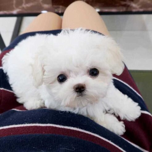 Stunning TeaCup Maltese puppies Available for sale