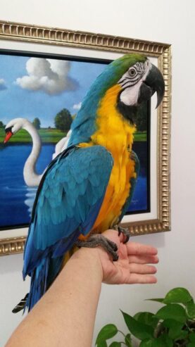 Talking Blue And Gold Macaw parrots for sale