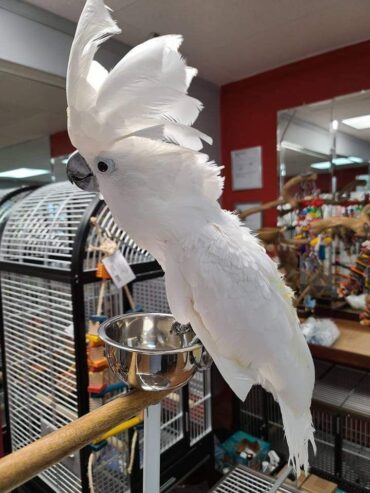 UMBRELLA COCKATOO PERFECT FEATHER