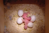 100% Fertile African Grey Parrot Eggs: https://exoticpetsavenue.com