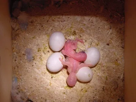 100% Fertile African Grey Parrot Eggs: https://exoticpetsavenue.com