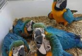 Hand Raised Blue And Gold Macaw Parrots For Sale