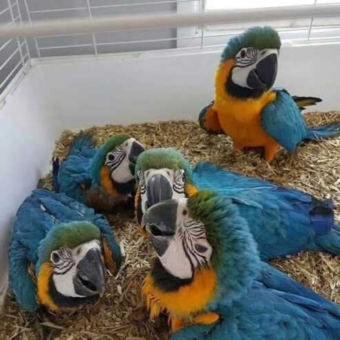 Hand Raised Blue And Gold Macaw Parrots For Sale