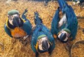 Hand Raised Blue And Gold Macaw Parrots For Sale