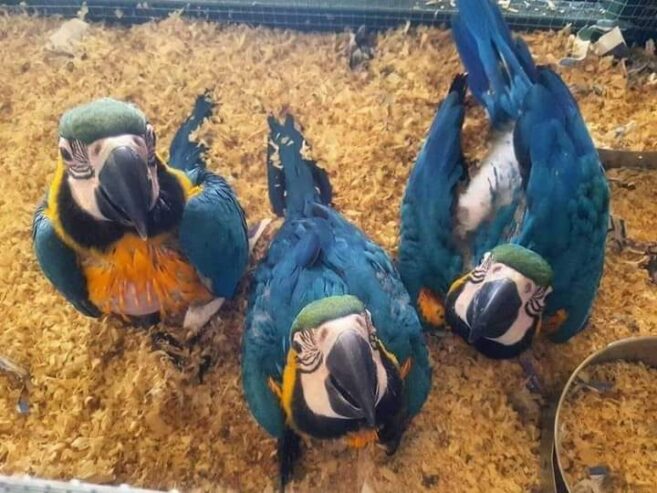 Hand Raised Blue And Gold Macaw Parrots For Sale