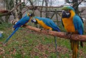 Hand Raised Blue And Gold Macaw Parrots For Sale