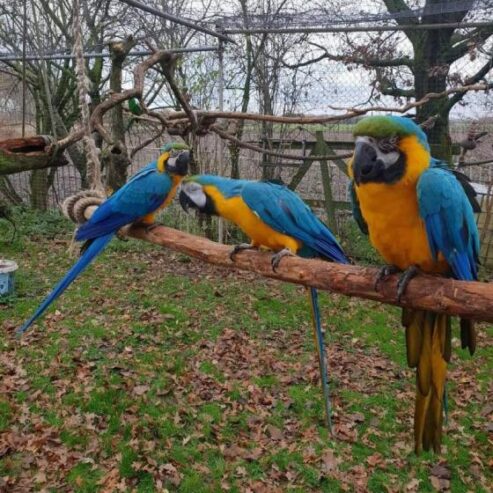 Hand Raised Blue And Gold Macaw Parrots For Sale