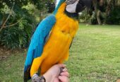 Hand Raised Blue And Gold Macaw Parrots For Sale