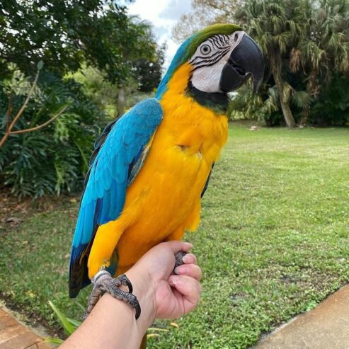 Hand Raised Blue And Gold Macaw Parrots For Sale