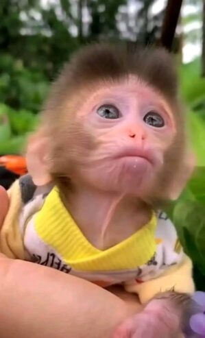 Beautiful Pigtail Macaque Monkeys For Sale: https://exoticpetsavenue.com