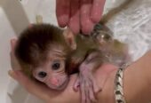 Beautiful Pigtail Macaque Monkeys For Sale: https://exoticpetsavenue.com