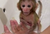 Beautiful Pigtail Macaque Monkeys For Sale: https://exoticpetsavenue.com