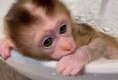 Beautiful Pigtail Macaque Monkeys For Sale: https://exoticpetsavenue.com