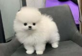 Pomeranian Puppy