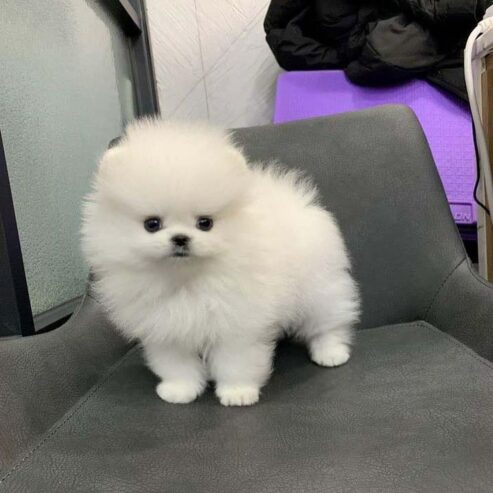 Pomeranian Puppy