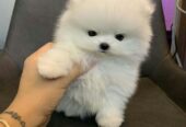 Pomeranian Puppy