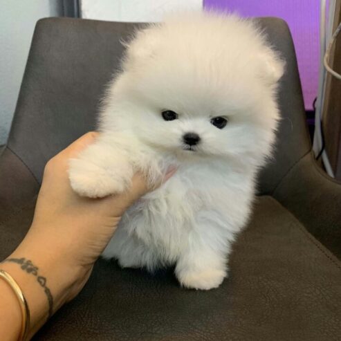 Pomeranian Puppy