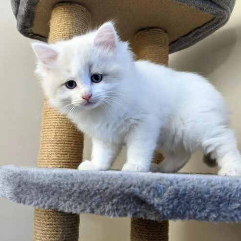 Ragdoll Kitten