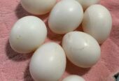 100% Fertile African Grey Parrot Eggs: https://exoticpetsavenue.com