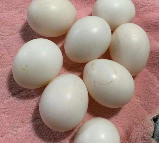 100% Fertile African Grey Parrot Eggs: https://exoticpetsavenue.com