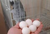 100% Fertile African Grey Parrot Eggs: https://exoticpetsavenue.com