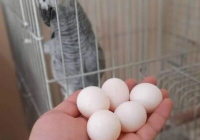 parrot-eggs1