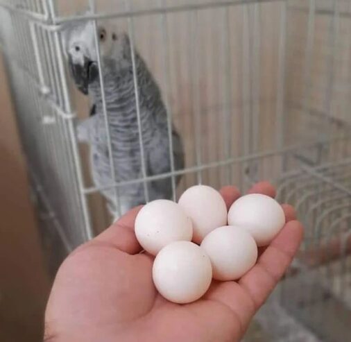 100% Fertile African Grey Parrot Eggs: https://exoticpetsavenue.com