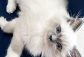 Well socialized Ragdoll kittens Registered