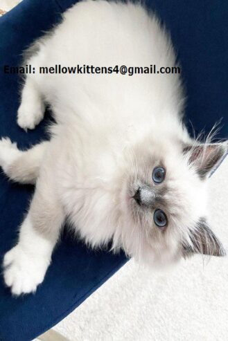 Well socialized Ragdoll kittens Registered