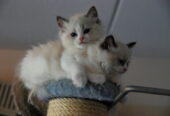 Well socialized Ragdoll kittens Registered