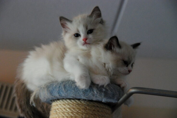 Well socialized Ragdoll kittens Registered