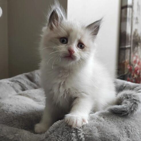 Purebred Ragdoll cats for adoption ,