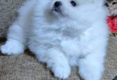 very healthy ragdoll kittens for adoption