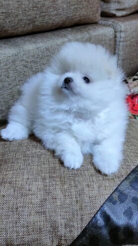 very healthy ragdoll kittens for adoption