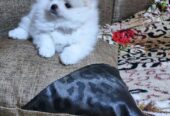 very healthy ragdoll kittens for adoption