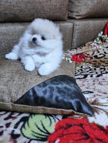 very healthy ragdoll kittens for adoption